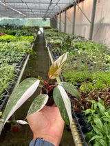 Media 9