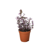 Media 1