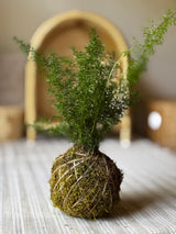 Foxtail fern kokedama styled on a linen runner with a rattan arch behind