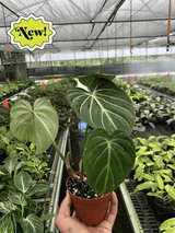 Media 2
