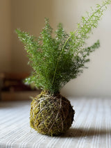 Foxtail fern kokedama with feathery green fronds on a woven table runner