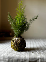 oxtail fern kokedama with feathery green fronds on a woven table runner