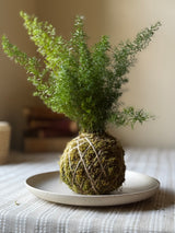 Handmade moss ball planter with foxtail fern displayed on a white ceramic saucer