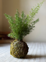 Close-up of jute-wrapped moss ball with foxtail fern foliage